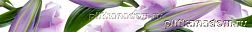 Cerrol Imperia Violetta Listwa Бордюр 6,5х50 см